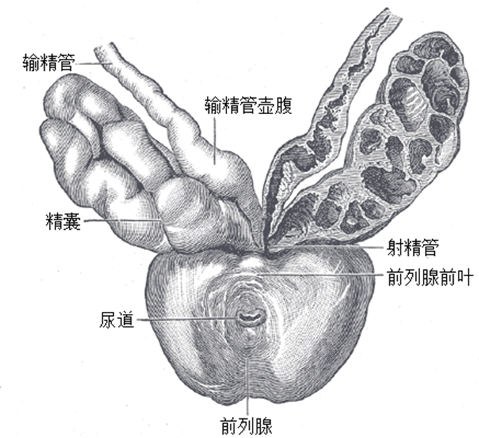 前列腺：男性健康的“交通枢纽”，您了解多少？