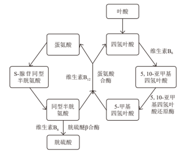 你不了解的维生素B9 | 备孕才补叶酸？大错特错！从护心到抗癌，从胎儿到老年，叶酸如何全方位守护你