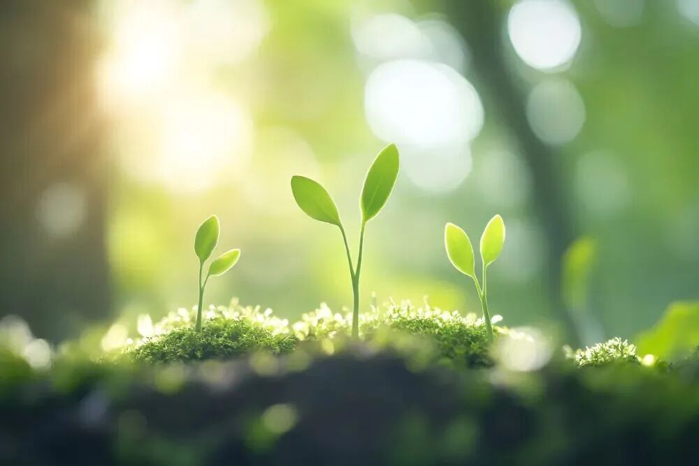 春雷一响，养生“转场”！惊蛰3大顺时技巧：养肝解春困、护脾少生病