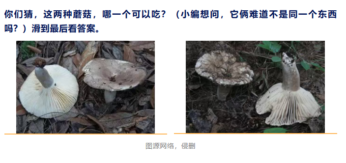 AI竟然认不出毒蘑菇！危险‼️你们来猜有毒没毒？