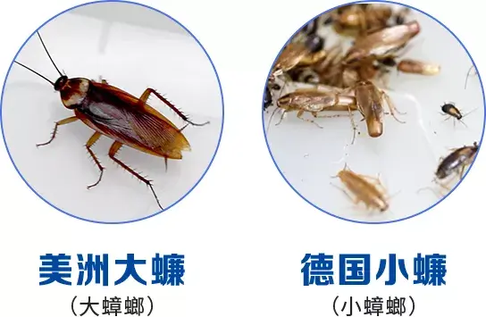 这些生活中的“小角色”一不小心就赠送你医院一日游