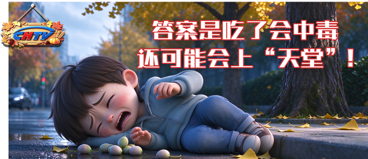 秋意浓 银杏熟 医生提醒：路边的银杏别捡也别吃